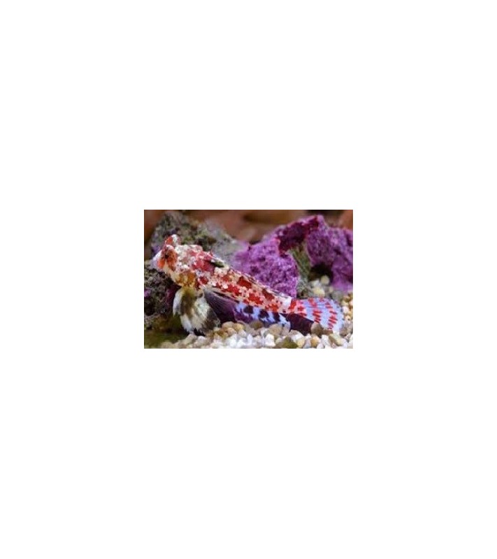Synchiropus stellatus