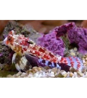 Synchiropus stellatus