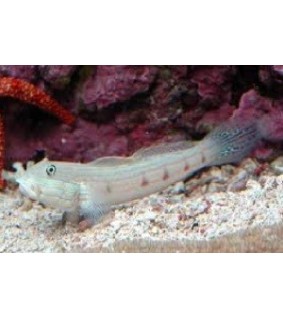 Valenciennea longipinnis