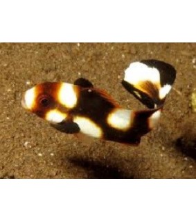 Plectorhinchus vittatus