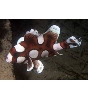 Plectorhinchus Chaetodonoides