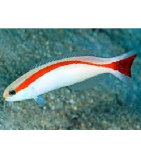 Hoplolatilus marcosi