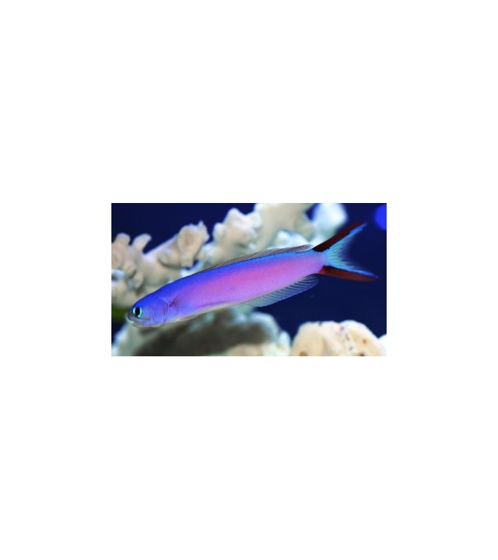 Hoplolatilus purpureus