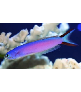 Hoplolatilus purpureus