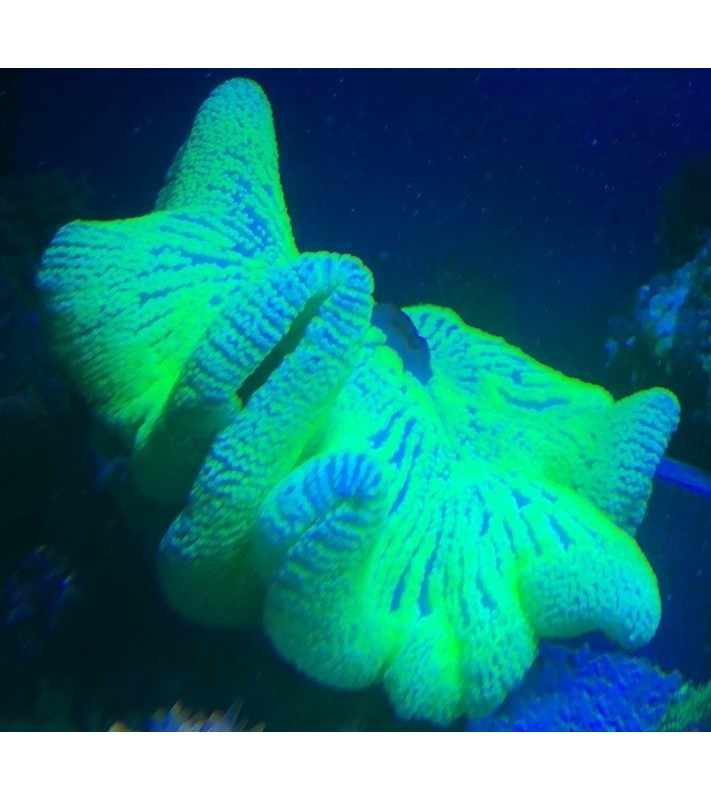Stichodactyla haddoni (yellow)