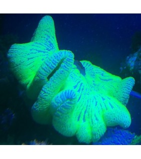 Stichodactyla haddoni (yellow)