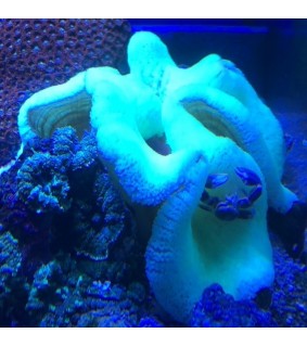 Stichodactyla haddoni Neon