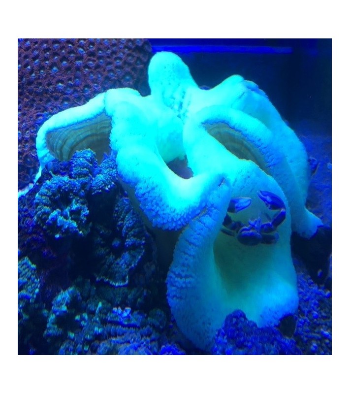 Stichodactyla haddoni Neon