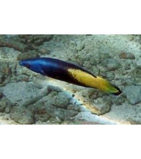 Labroides bicolor