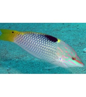 Halichoeres hortulanus