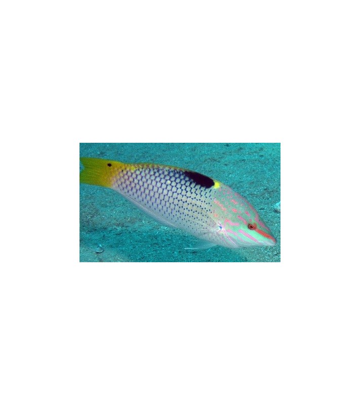 Halichoeres hortulanus