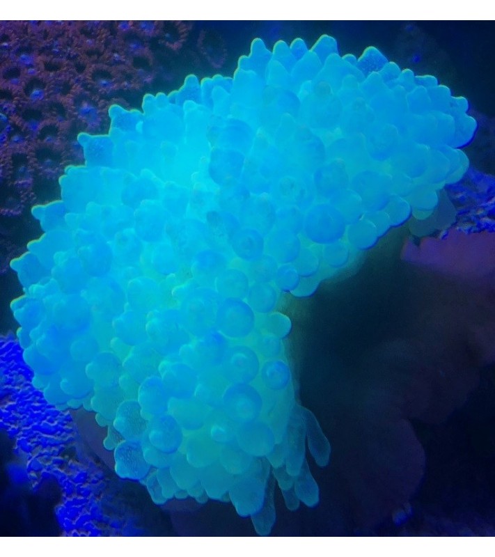 Entacmaea Quadricolor Neon