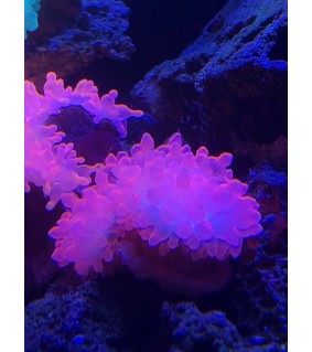 Entacmaea Quadricolor pink