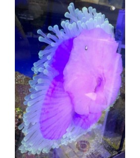 Heteractis Magnifica (Yellow)