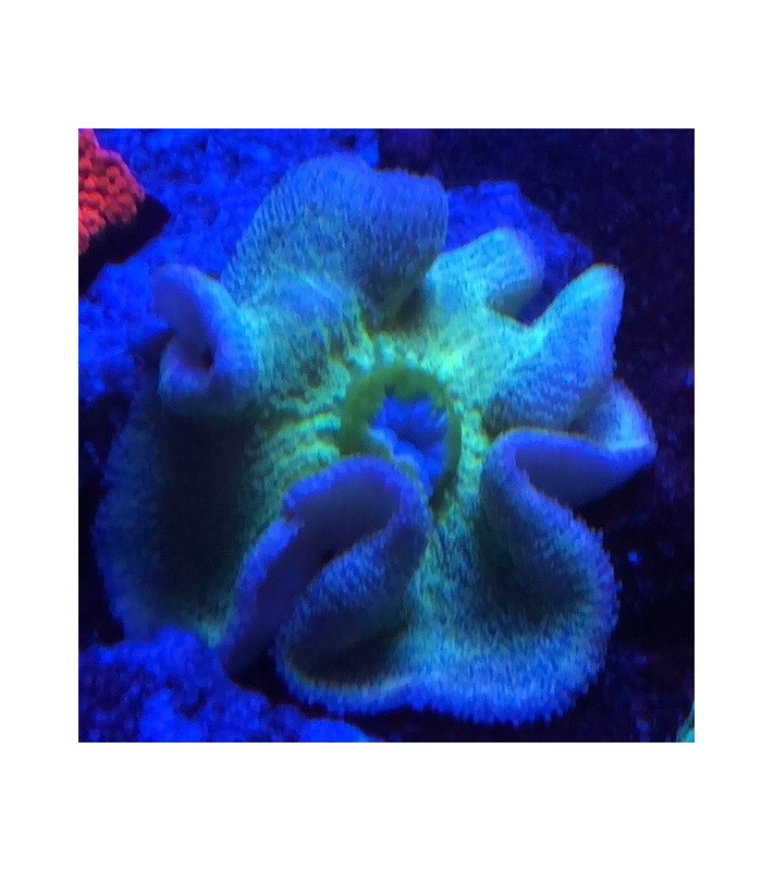 Stichodactyla Haddoni green sp.