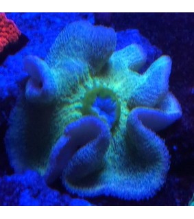 Stichodactyla Haddoni green sp.