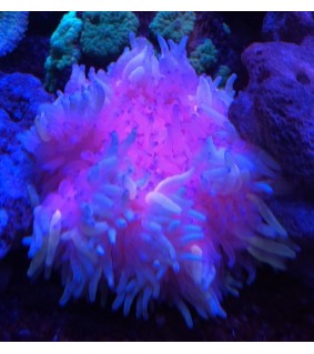 Heteractis malu (Purple)