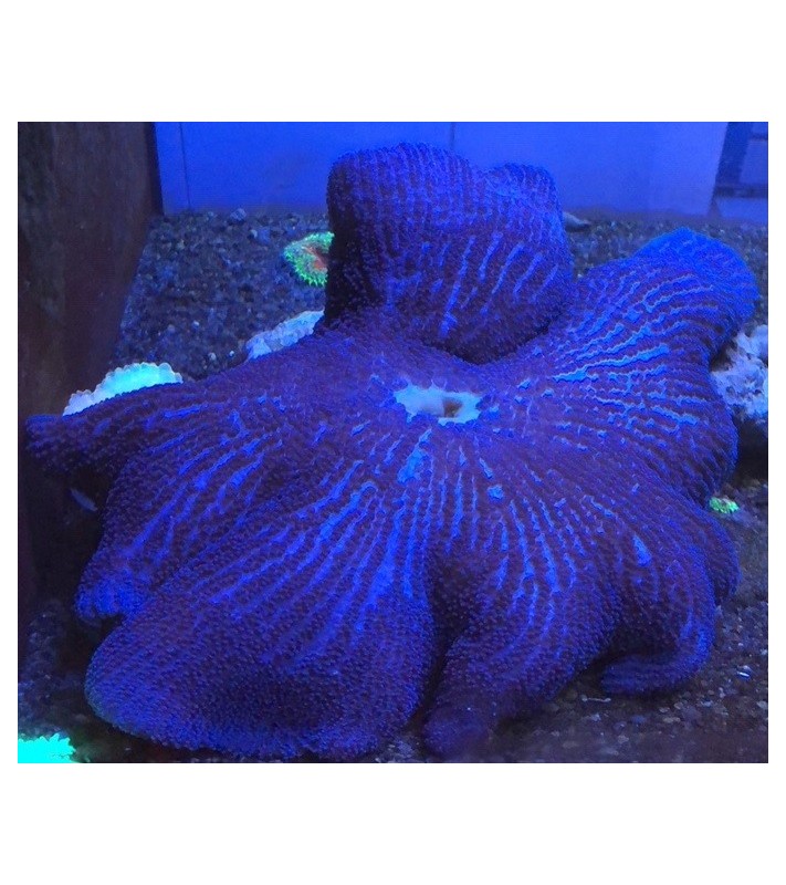 Stichodactyla haddoni (Blue)