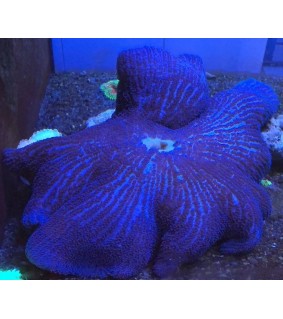 Stichodactyla haddoni (Blue)