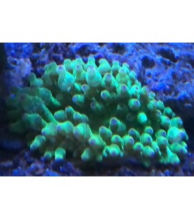 Entacmaea Quadricolor (Green)