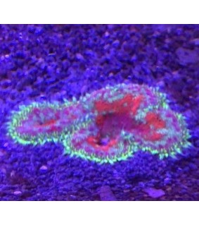 Stichodactyla sp. 01