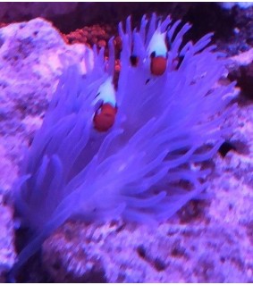 Macrodactyla Doreensis (Violet)