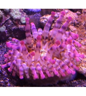 Entacmaea Quadricolor pink