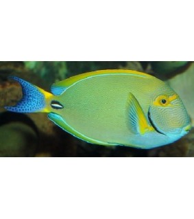 Acanthurus dussumieri
