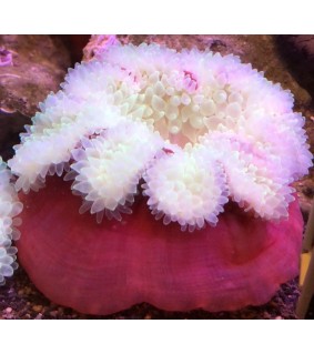 Entacmaea quadricolor (Red)