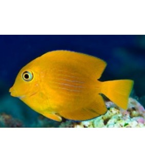 Ctenochaetus Strigosus sp.