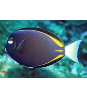 Acanthurus nigricans