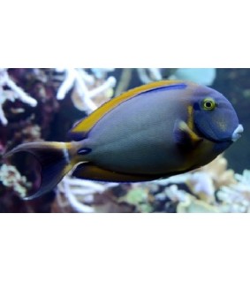 Acanthurus bariene