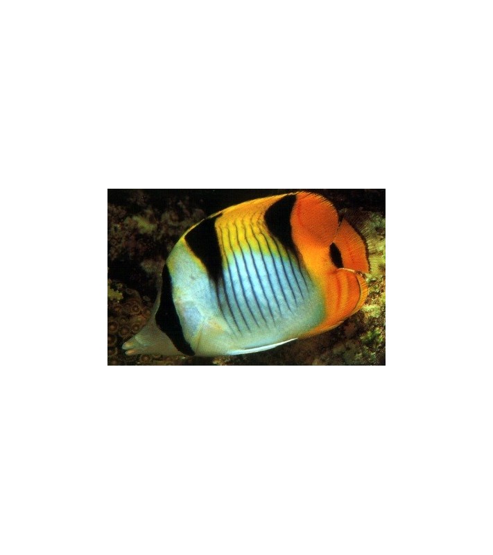 Chaetodon falcula