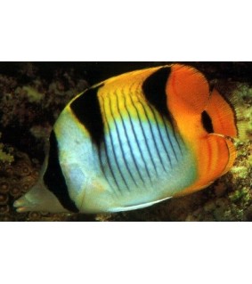 Chaetodon falcula
