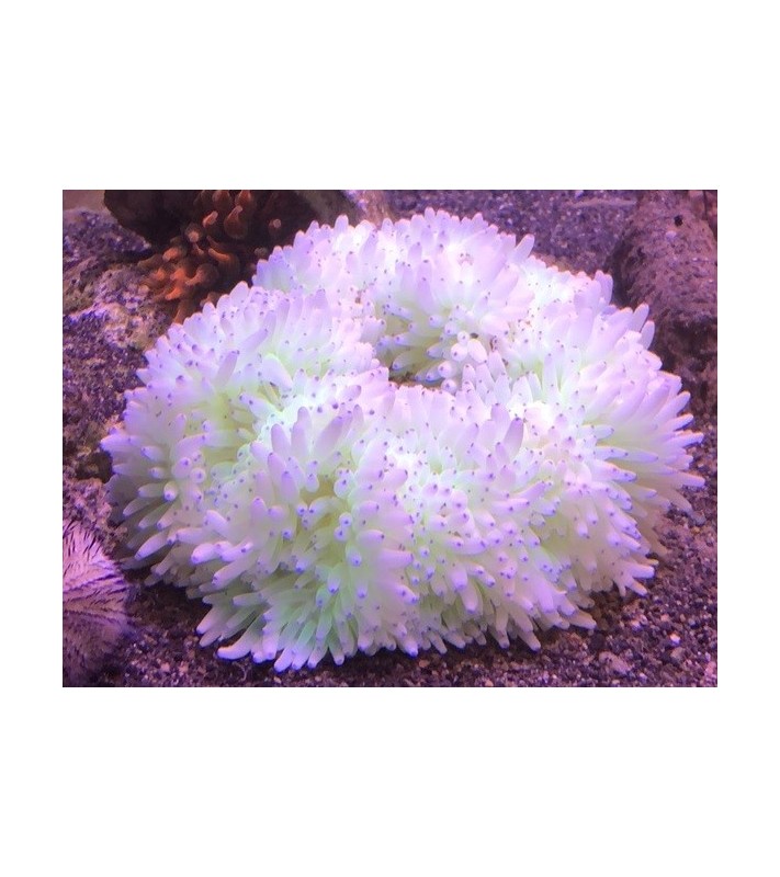 Heteractis crispa