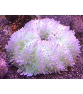 Heteractis crispa sp.