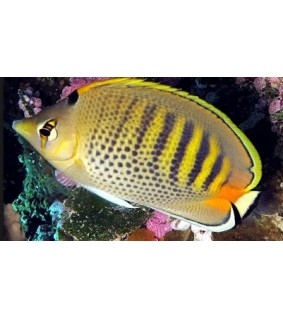 Chaetodon punctatofasciatus