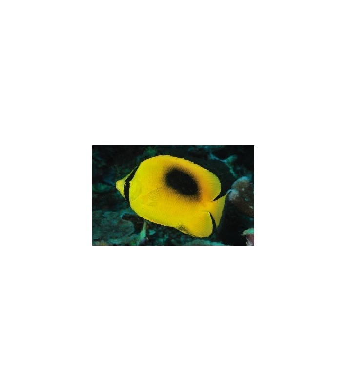 Chaetodon speculum