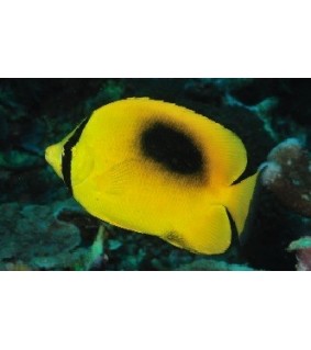 Chaetodon speculum
