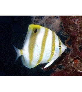 Parachaetodon ocellatus