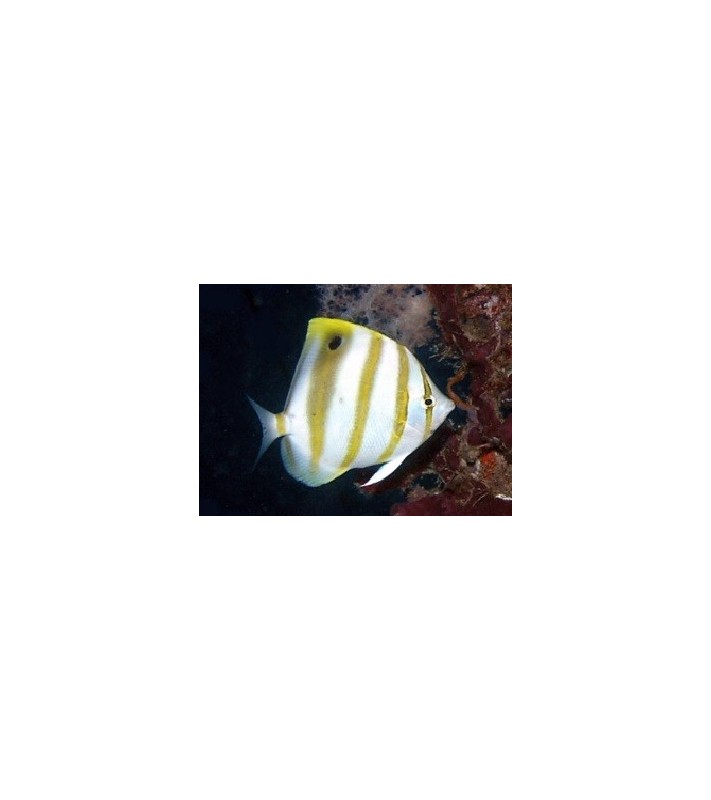 Parachaetodon ocellatus