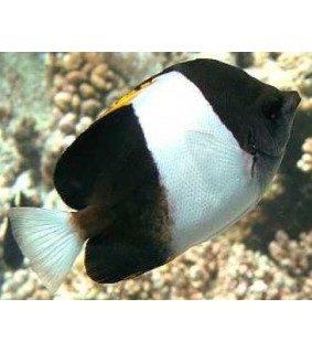 Hemitaurichthys zoster 