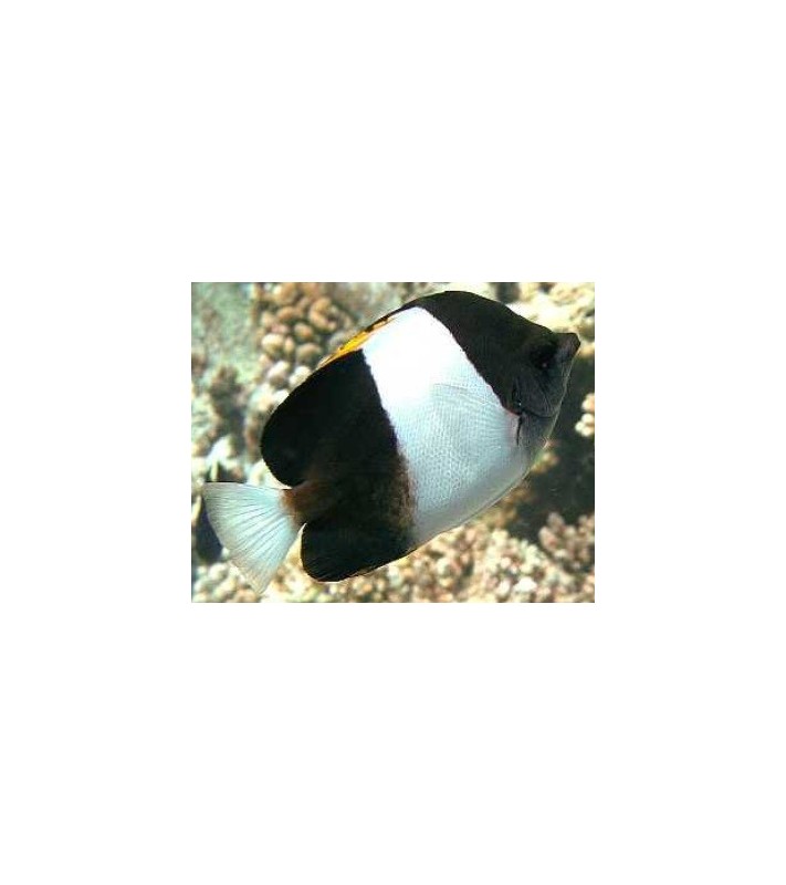 Hemitaurichthys zoster 