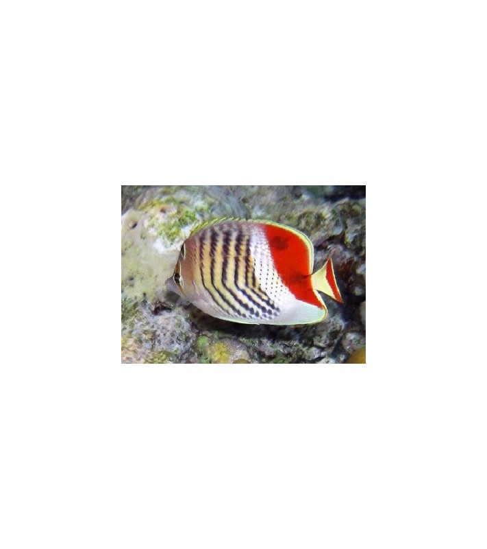 Chaetodon paucifasciatus