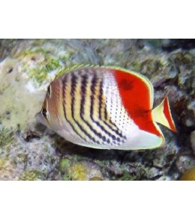 Chaetodon paucifasciatus
