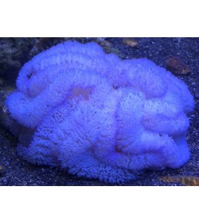 Stichodactyla Gigantea (Blue)