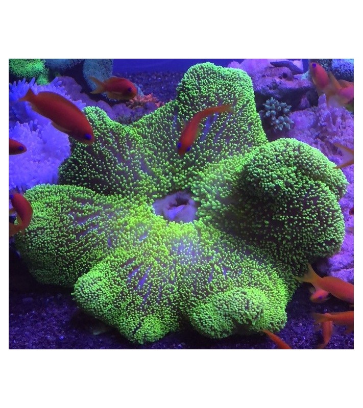 Stichodactyla haddoni (Green)