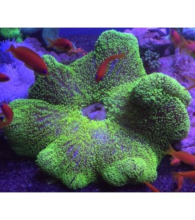 Stichodactyla haddoni (Green)