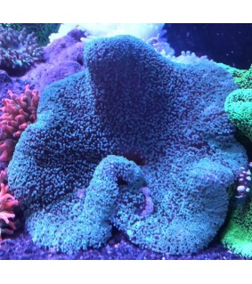 Stichodactyla Haddoni shadow