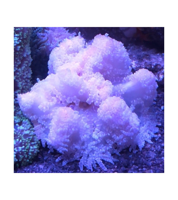 Heteractis Aurora sp.